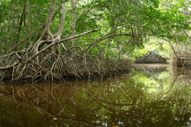 El Corchito Ekolojik Rezerv, Progreso, Yucatan, Meksika'da Mangrovlar.