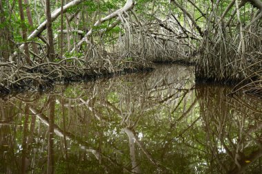 El Corchito Ekolojik Rezerv, Progreso, Yucatan, Meksika'da Mangrovlar.