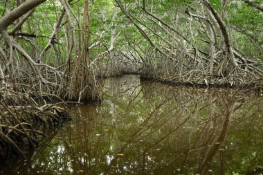 El Corchito Ekolojik Rezerv, Progreso, Yucatan, Meksika'da Mangrovlar.