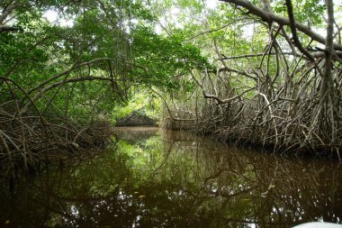 El Corchito Ekolojik Rezerv, Progreso, Yucatan, Meksika'da Mangrovlar.