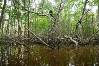 El Corchito Ekolojik Rezerv, Progreso, Yucatan, Meksika'da Mangrovlar.
