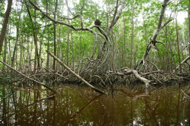 Mangroves at El Corchito Ecological Reserve, Progreso, Yucatan, Mexico. clipart