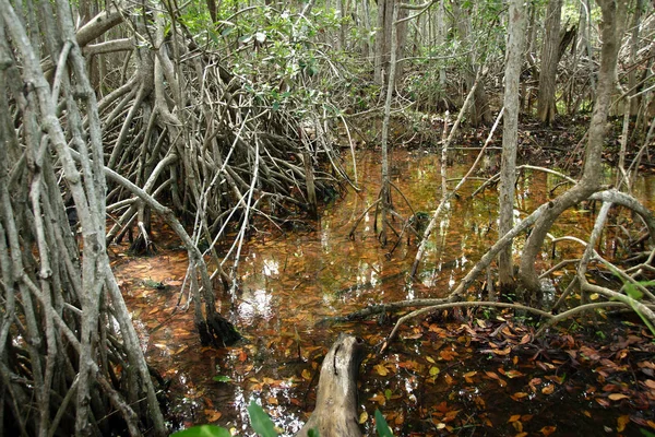 Mangroves Corchito Ecological Reserve Progreso Yucatan Mexique — Photo