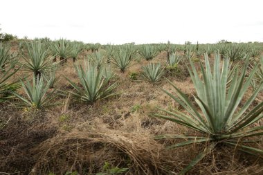 Hacienda Sotuta de Peon, Tecoh, Yucatan, Meksika'da Henequen (Agave fourcroydes) alanı.