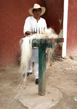 Tecoh, Yucatan, Meksika - 2019: Hacienda Sotuta de Peon'daki henequen bitkisinden (Agave fourcroydes) iplik elde etme geleneksel yönteminin gösterimi.