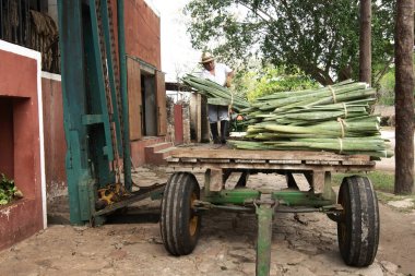 Tecoh, Yucatan, Meksika - 2019: Hacienda Sotuta de Peon'daki henequen bitkisinden (Agave fourcroydes) iplik elde etme geleneksel yönteminin gösterimi.