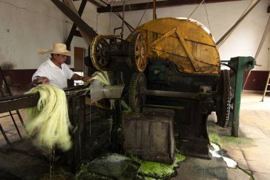 Tecoh, Yucatan, Meksika - 2019: Hacienda Sotuta de Peon'daki henequen bitkisinden (Agave fourcroydes) iplik elde etme geleneksel yönteminin gösterimi.