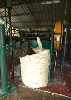 Tecoh, Yucatan, Meksika - 2019: Hacienda Sotuta de Peon'daki henequen bitkisinden (Agave fourcroydes) iplik elde etme geleneksel yönteminin gösterimi.