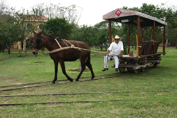 Tecoh Yucatan Mexikó 2019 Emberek Mozogni Hacienda Sotuta Peon Egy — Stock Fotó