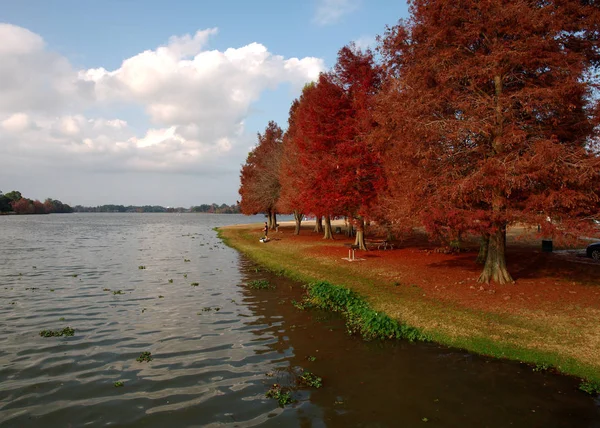 View Cypress Trees Red Leaves University Lake Baton Rouge Louisiana — Stock Photo, Image