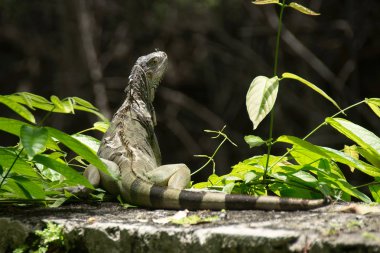 Vizcaya Müzesi ve Bahçeleri'nde güneşlenen bir iguana, Miami, Florida, ABD.