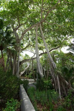 Vizcaya Müzesi ve Bahçeleri'nde asılı kökleri olan büyük ağaç, Miami, Florida, ABD.