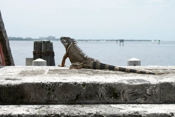 Una Iguana Tomando Sol Vizcaya Museum Gardens Miami Florida —  Fotos de Stock