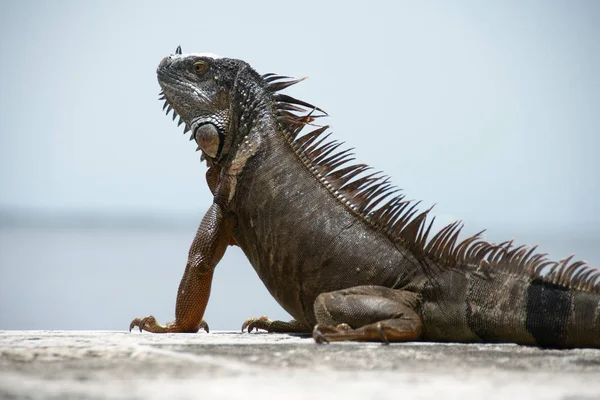 Iguana Sola Vizcaya Museum Och Trädgårdar Miami Florida Usa — Stockfoto