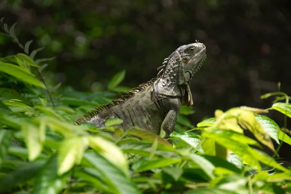 Iguana Sola Vizcaya Museum Och Trädgårdar Miami Florida Usa — Stockfoto