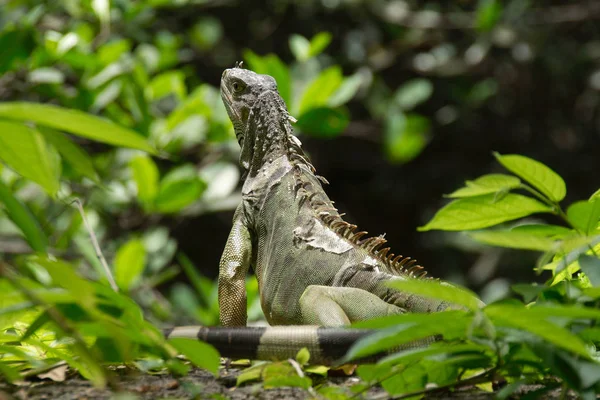 Iguana Sola Vizcaya Museum Och Trädgårdar Miami Florida Usa — Stockfoto