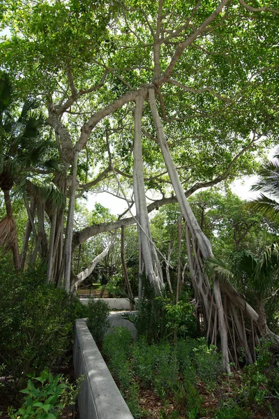 Big Tree Hanging Roots Vizcaya Museum Gardens Miami Florida Usa — Stock Photo, Image