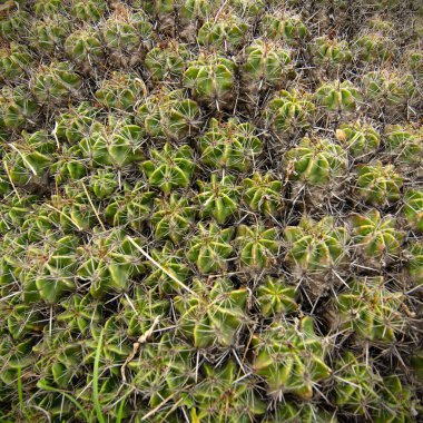Unam Botanik Bahçesi'nde yerli kaktüsler, Mexico City, Meksika.
