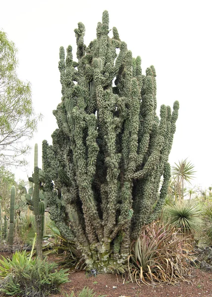 Cactus Nativos Jardín Botánico Unam Ciudad México México —  Fotos de Stock