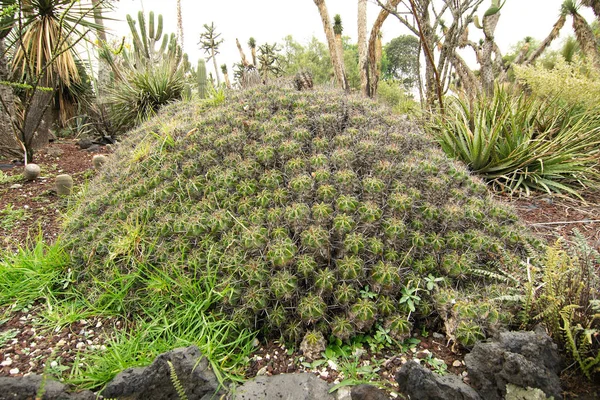 Cactus Nativos Jardín Botánico Unam Ciudad México México —  Fotos de Stock