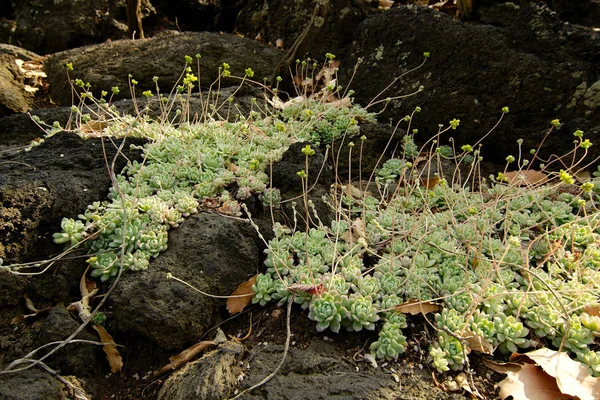 Torr Botanisk Suckulent Landskap Natursköna Gammal Säsong Färgrik Färg Lövverk — Stockfoto