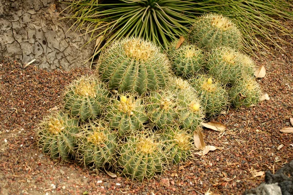 Cactus Nativos Jardín Botánico Unam Ciudad México México —  Fotos de Stock