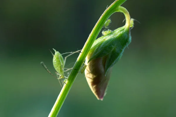 Aphids Plant Baton Rouge Louisiana Usa — Stock Photo, Image