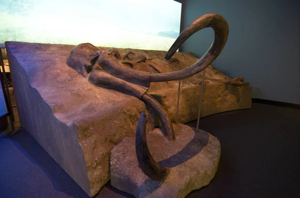 Chicago Illinois Usa 2019 Mammoth Pozostaje Muzeum Historii Naturalnej Jeden — Zdjęcie stockowe