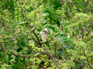 Bir keşiş muhabbet kuşu (Myiopsitta monachus) Rio Ceballos bir espinillo ağacının meyvelerini yemek (Vachellia caven) Cordoba, Arjantin.
