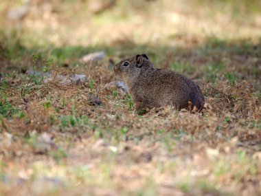 Rio Ceballos, Cordoba, Arjantin'de bir güney dağ mağarası (Microcavia australis).