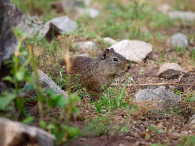 Rio Ceballos, Cordoba, Arjantin'de bir güney dağ mağarası (Microcavia australis).