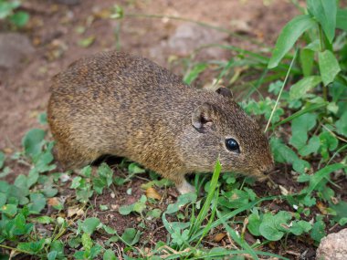 Rio Ceballos, Cordoba, Arjantin'de bir güney dağ mağarası (Microcavia australis).