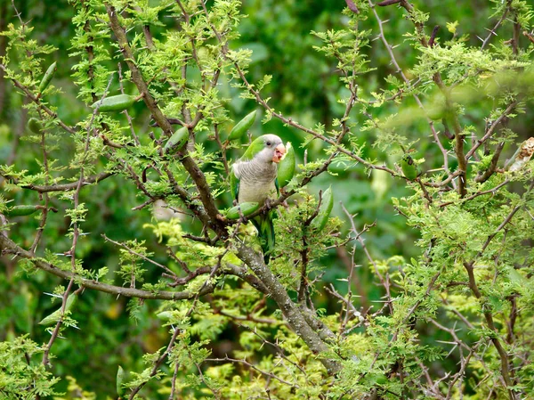 A monk parakeet (Myiopsitta monachus) eating the fruits of an espinillo tree (Vachellia caven) in Rio Ceballos, Cordoba, Argentina.