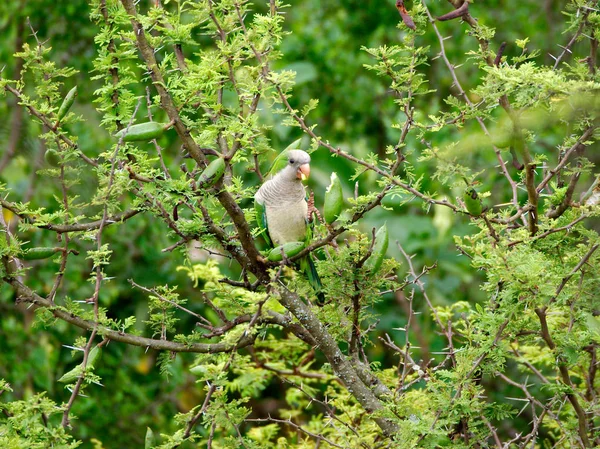 Монах Попугай Myiopsitta Monachus Ест Плоды Дерева Эспинильо Vachellia Caven — стоковое фото