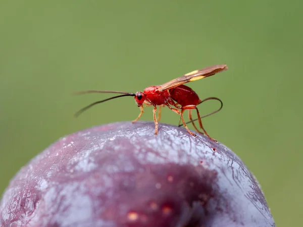 Una Avispa Roja Poniendo Huevos Una Ciruela Río Ceballos Córdoba — Foto de Stock