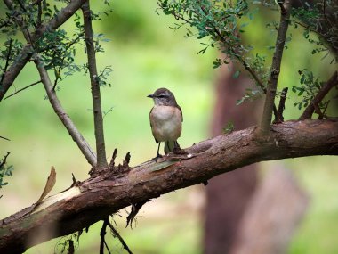 Bir beyaz bantlı mockingbird (Mimus triurus) Parque Sarmiento park, Cordoba City, Cordoba, Arjantin bir ağaç dalı üzerinde.