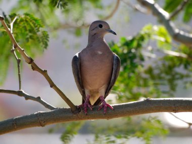 Cordoba City, Cordoba, Arjantin'de bir ağaçta kulaklı güvercin (zenaida auriculata).