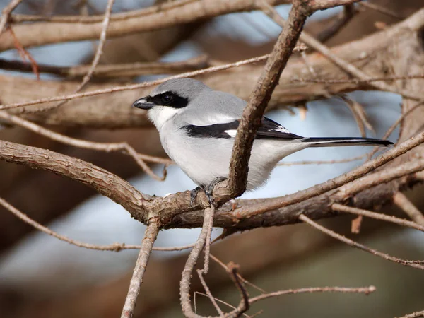 Alguacil Lanius Ludovicianus Árbol Universidad Estatal Louisiana Baton Rouge Louisiana — Foto de Stock