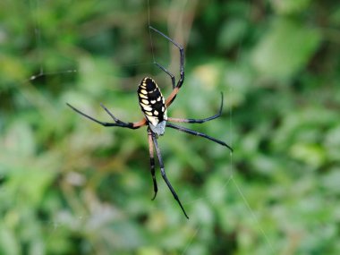 Bir dişi sarı bahçe örümceği (argiope aurantia) Baton Rouge, Louisiana, Abd kendi web üzerinde.