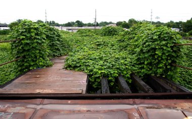 Kudzu (veya Japon ok kökü) asma, Japonya'dan bir istilacı bitki, burada Baton Rouge Mississippi Nehri yakınlarında büyüyen görülen, Louisiana, ABD.