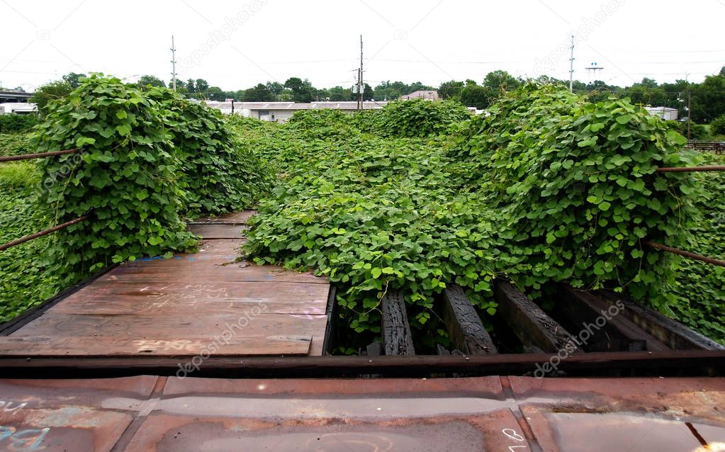 Kudzu (or Japanese arrowroot) vine, a invasive plant from Japan, seen here growing near the Mississippi River in Baton Rouge, Louisiana, USA.