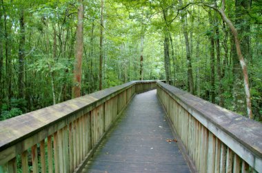 Springfield'ın 7 mil (11 km) batısında, Livingston Parish, Louisiana, ABD'de bulunan Tickfaw State Park'ta bir bataklık üzerinde yükseltilmiş bir yol.