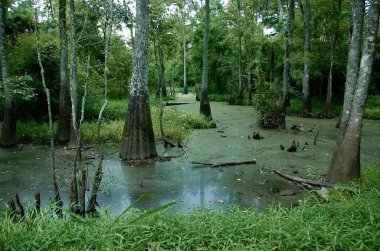 Tickfaw State Park'ta bir bataklık, 7 mi (11 km) Springfield batısında bulunan, Livingston Parish, Louisiana, ABD.