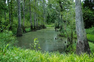 Tickfaw State Park'ta bir bataklık, 7 mi (11 km) Springfield batısında bulunan, Livingston Parish, Louisiana, ABD.
