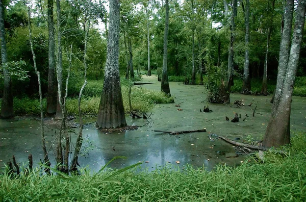 Bažina Státním Parku Tickfaw Ležící Západně Springfieldu Obci Livingston Louisiana — Stock fotografie