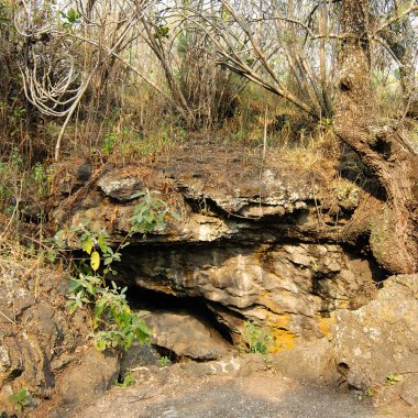 Cuicuilco Arkeoloji Klüb'de volkanik kaya üzerinde yetişen yerli bitkiler, Mexico City, Meksika.