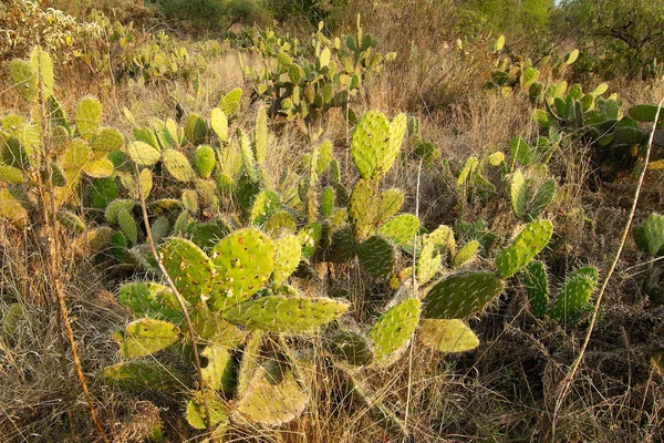 Plantas Nativas Creciendo Roca Volcánica Sitio Arqueológico Cuicuilco Ciudad México —  Fotos de Stock