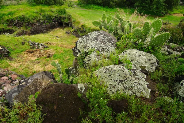 Plantes Indigènes Poussant Sur Des Roches Volcaniques Site Archéologique Cuicuilco — Photo