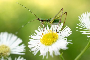 Baton Rouge, Louisiana, ABD'de Mississippi nehir kıyısında bir çiçek üzerinde dinlenen genç bir scudder çalı katydid (cins scudderia).
