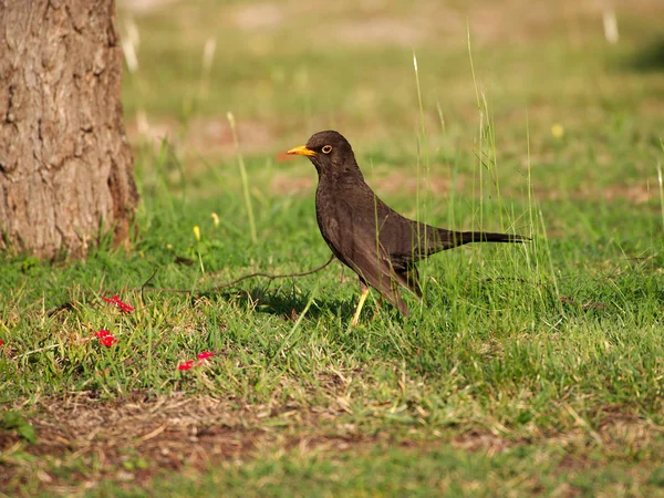 Villa Merlo San Luis Arjantin Parlak Siyah Ardıç Kuşu Turdus — Stok fotoğraf